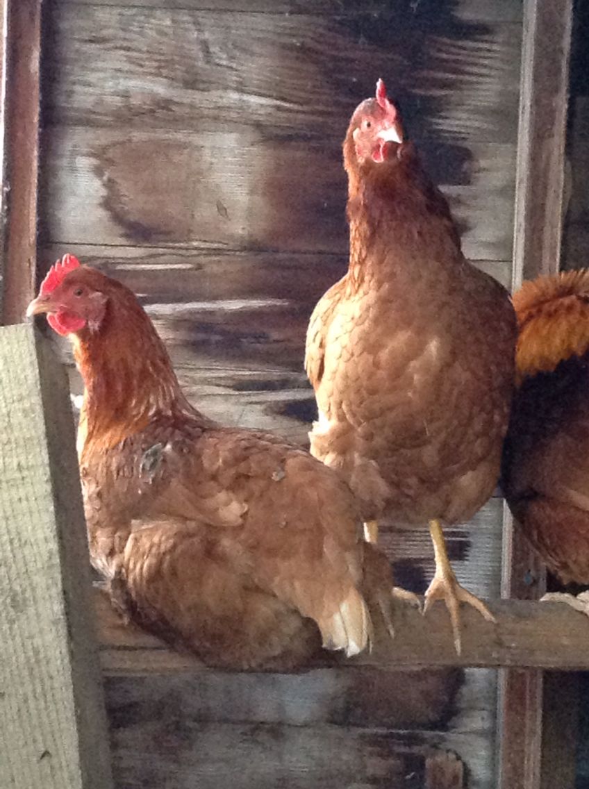 Frango inteiro  - Nutrição na gravidez