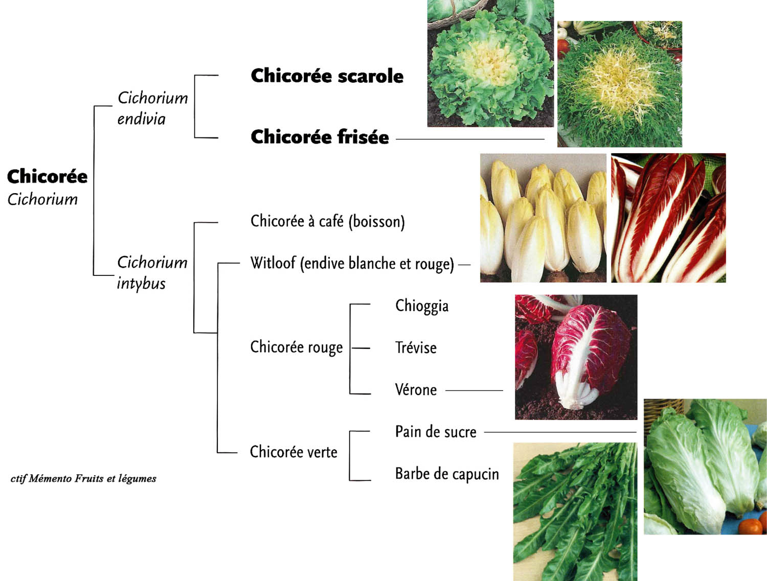 Chicorée verte  - alimentation grossesse