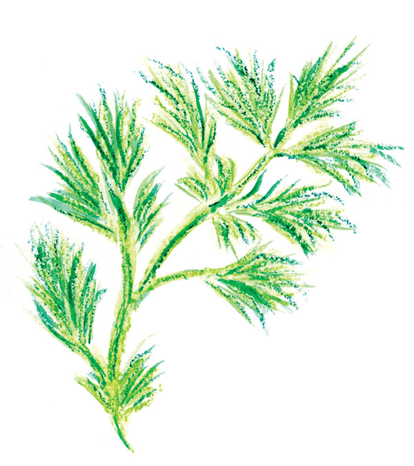 Dill  - Pregnancy Nutrition