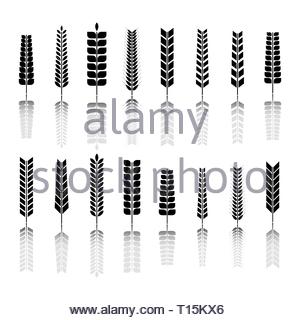 Blé  - alimentation grossesse