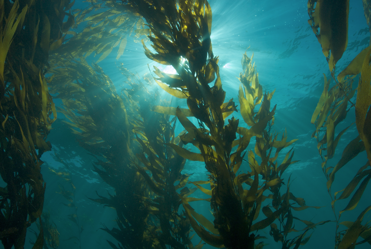 Algas  - Nutrición en el embarazo