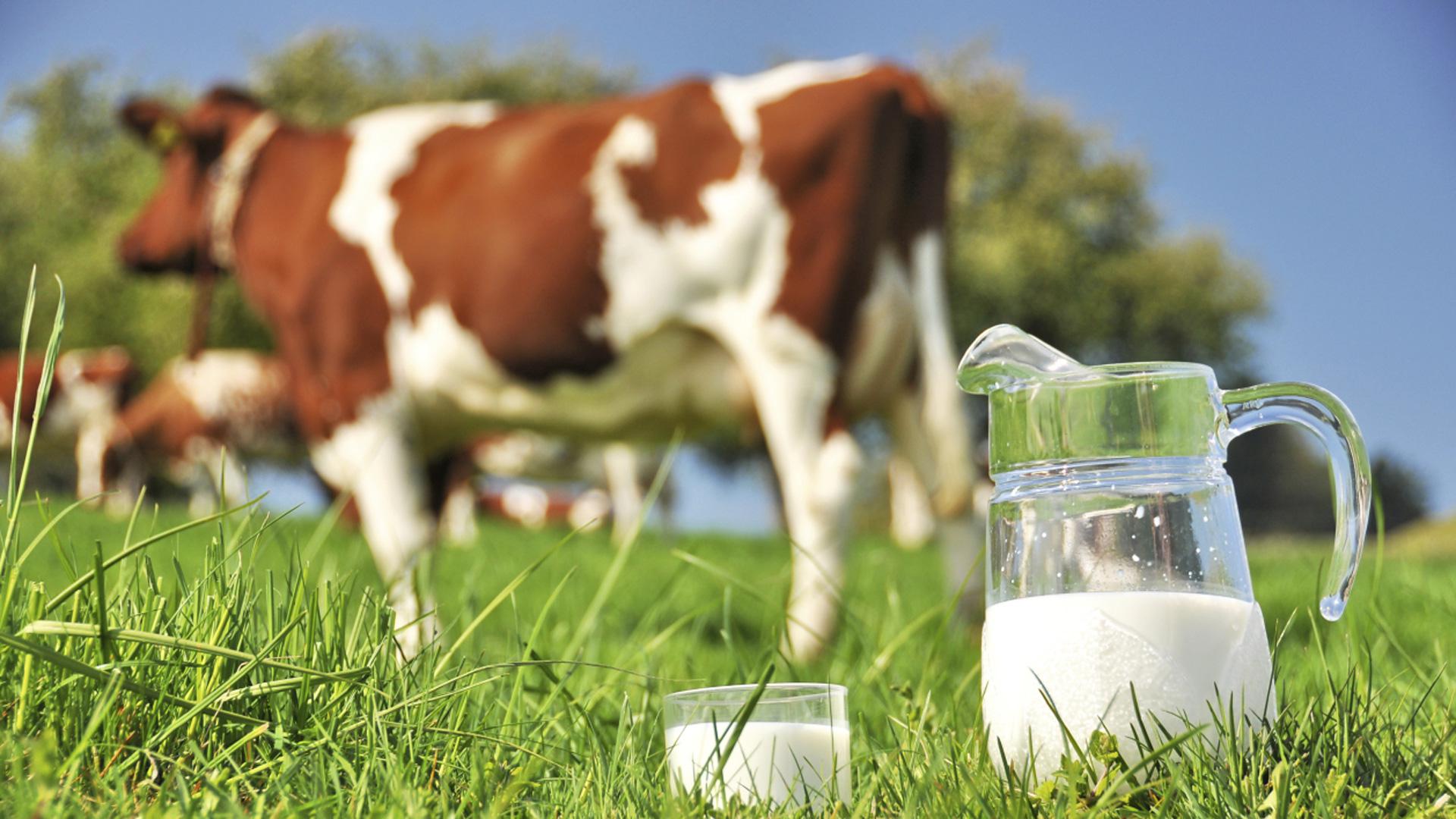 Raw cow milk - Pregnancy Nutrition