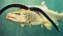 Marine lamprey  - Pregnancy Nutrition
