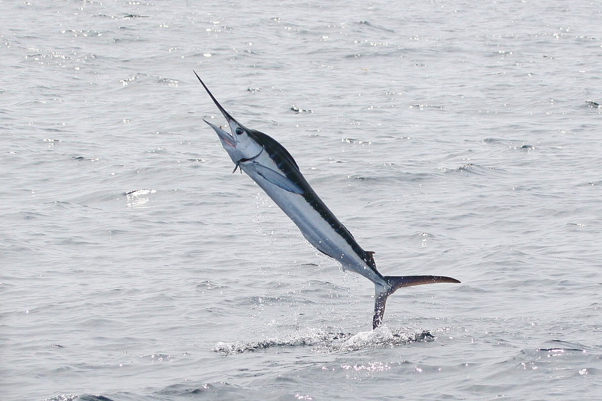 Marlin  - Pregnancy Nutrition