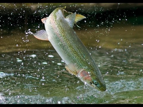 Rainbow trout  - Pregnancy Nutrition