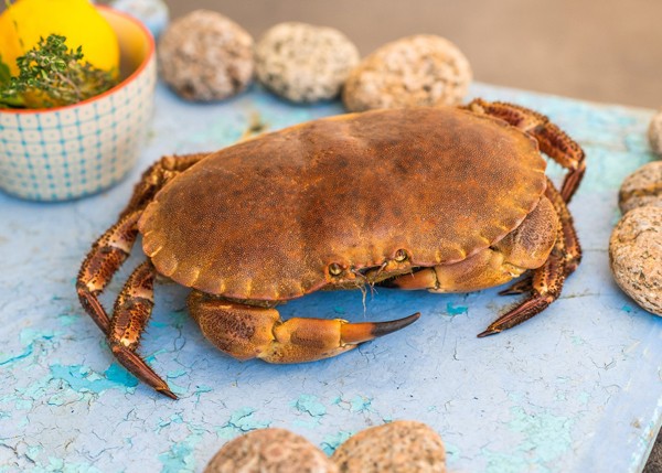 Crabe ou Tourteau  - alimentation grossesse
