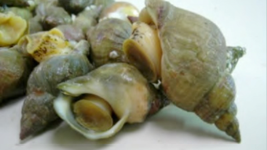 Buccino  - Alimentazione in gravidanza