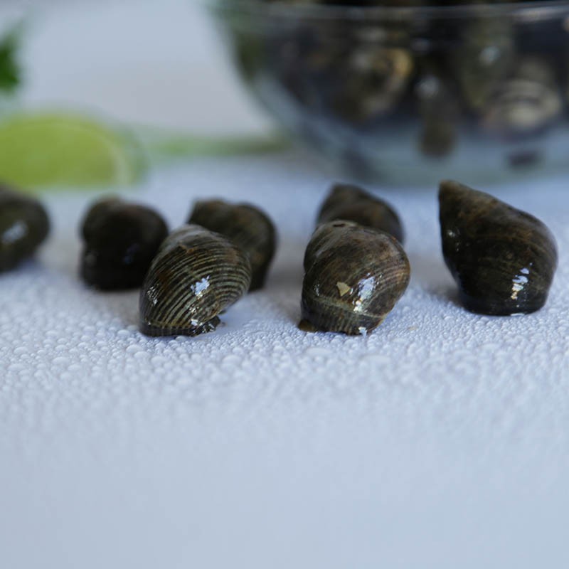 Bígaro - Nutrición en el embarazo