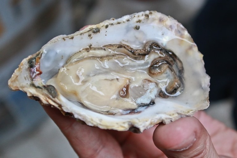 Ostra hueca - Nutrición en el embarazo