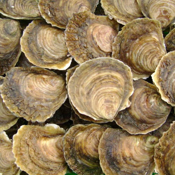 ostras  - Nutrición en el embarazo