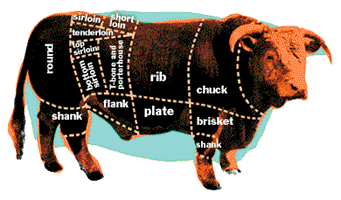 Bull  - Pregnancy Nutrition