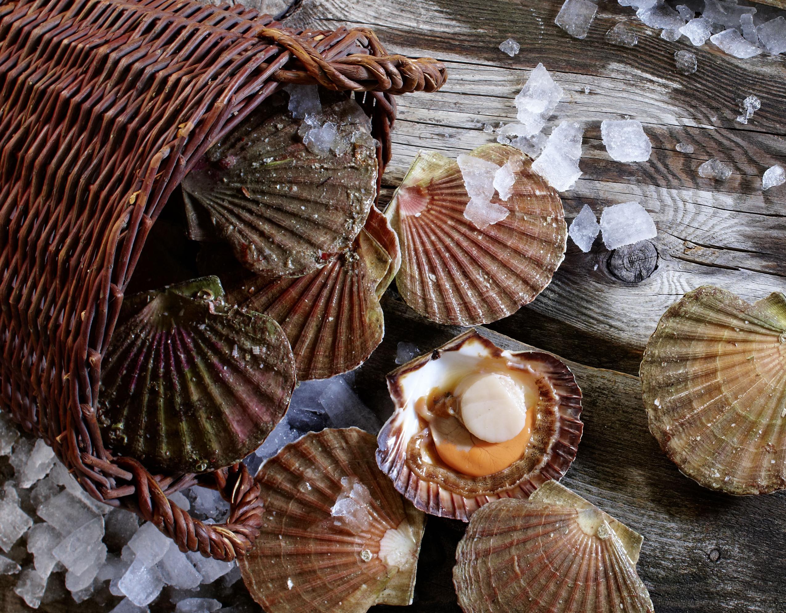Heiliger Jacques - Schwangerschaftsernährung