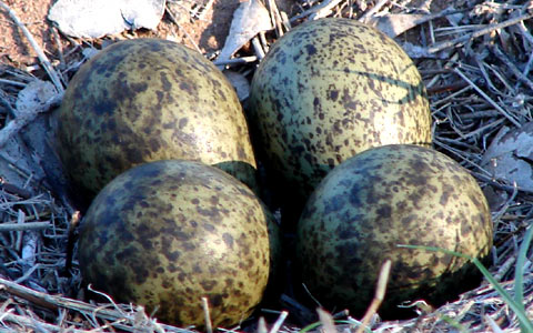 Oeuf Dur de Canard  - alimentation grossesse
