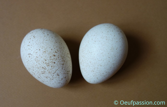 Oeuf de dinde - alimentation grossesse