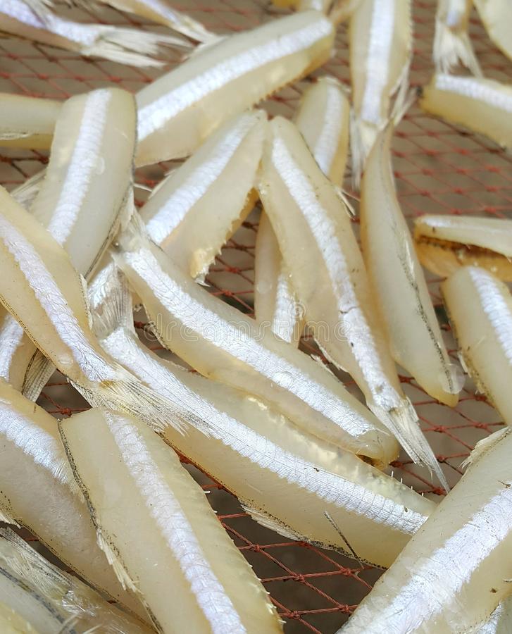 Anchova de sal  - Nutrição na gravidez