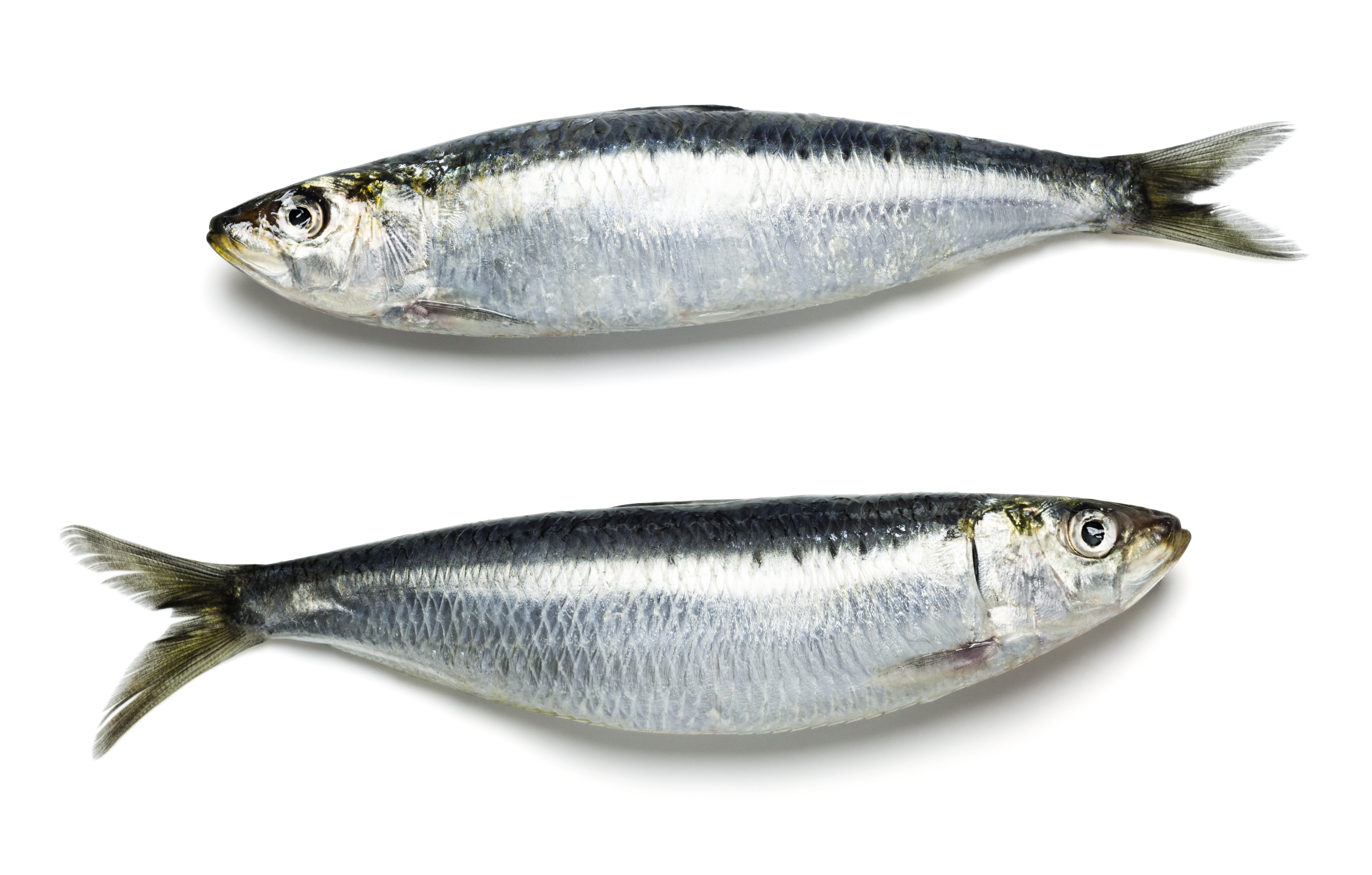 Sardinha - Nutrição na gravidez