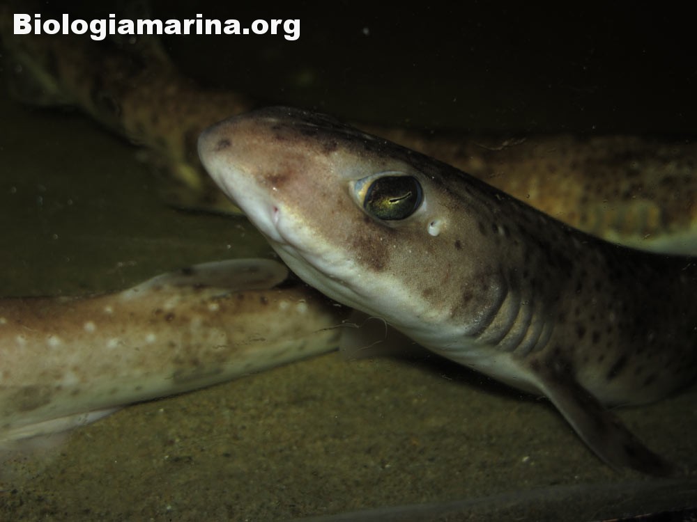 Sea Cat - Alimentazione in gravidanza