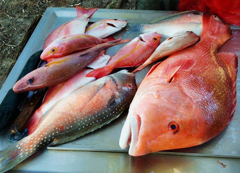 Arancia ruvida  - Alimentazione in gravidanza