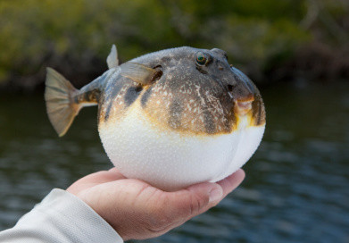 Fugu - Alimentazione in gravidanza