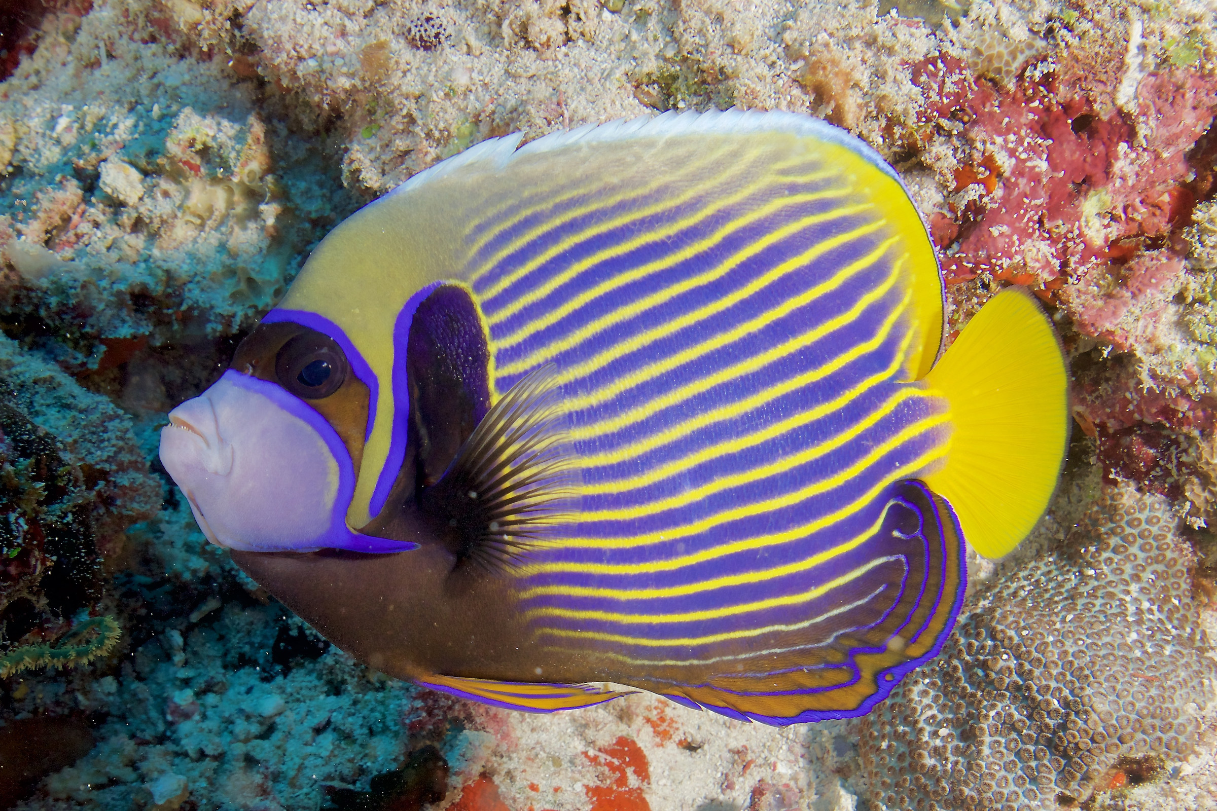 Pesce impedente  - Alimentazione in gravidanza