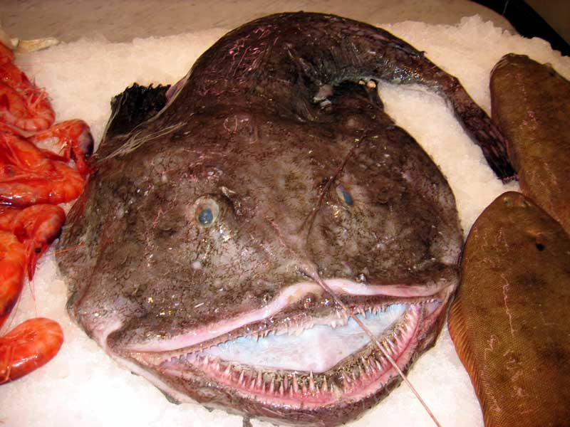 Burbot  - Alimentazione in gravidanza