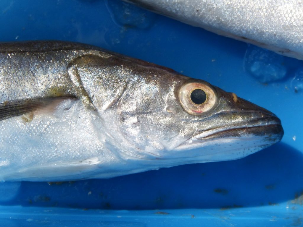 Whiting - Alimentazione in gravidanza