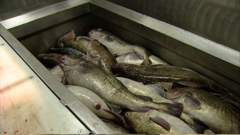 Cod del Pacifico  - Alimentazione in gravidanza