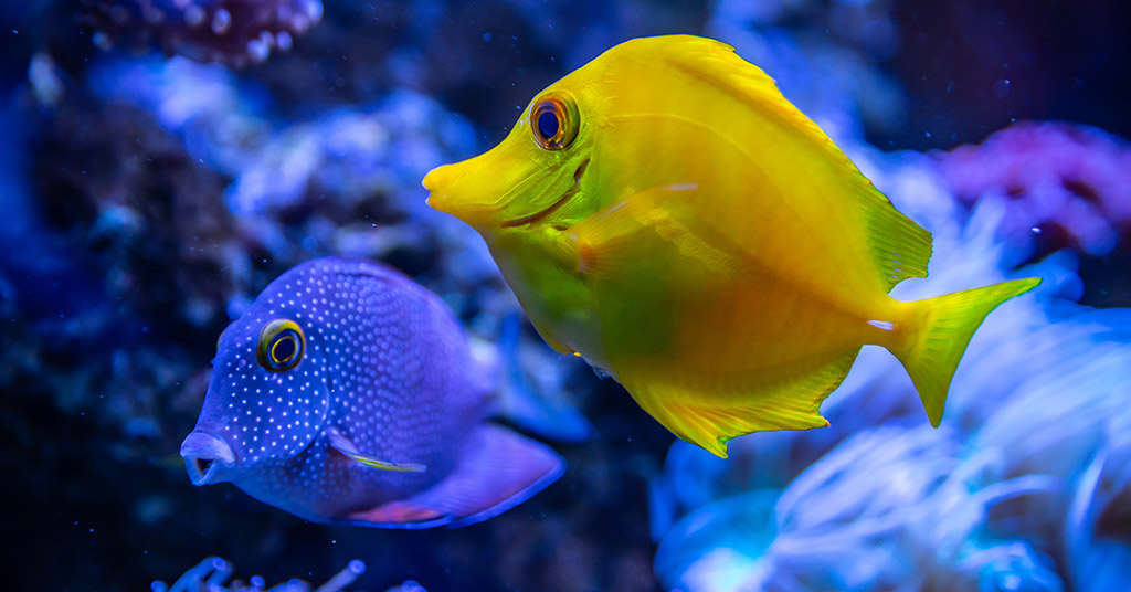 Fish  - Alimentazione in gravidanza