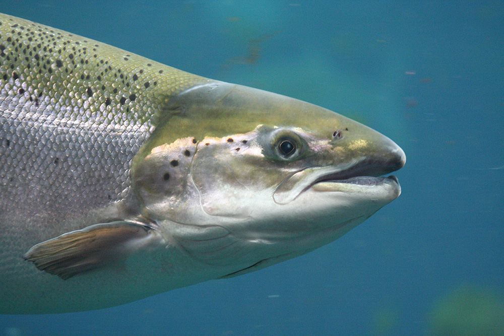 Salmone atlantico  - Alimentazione in gravidanza