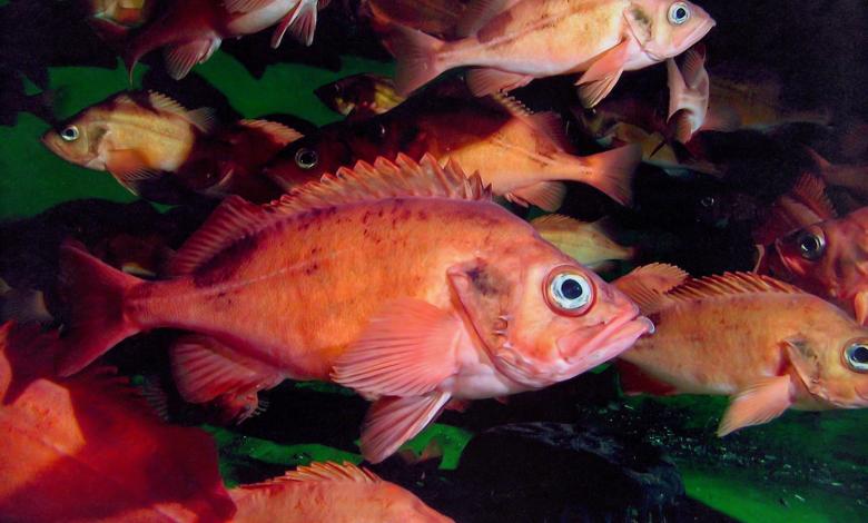 Atlantico Sebaste - Alimentazione in gravidanza