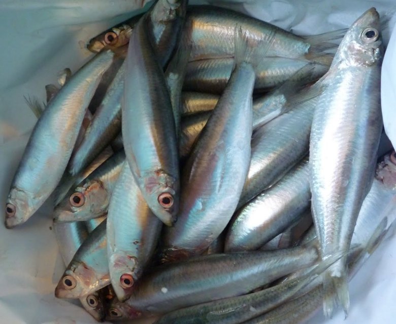 Spratto - Alimentazione in gravidanza