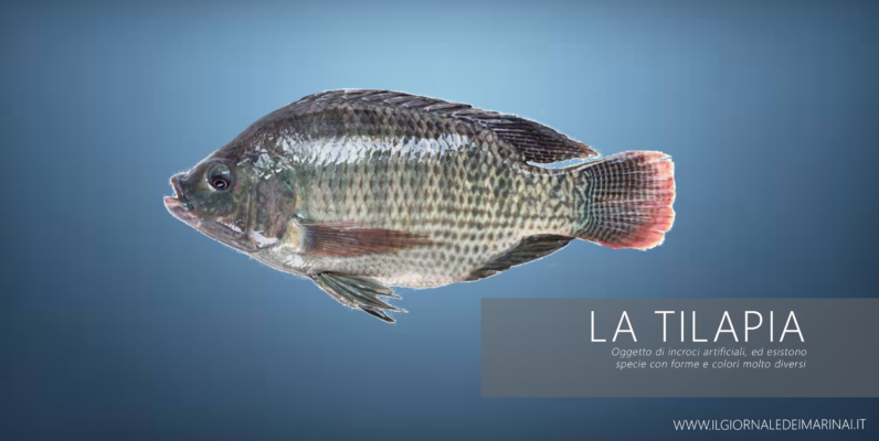 Tilapia - Alimentazione in gravidanza