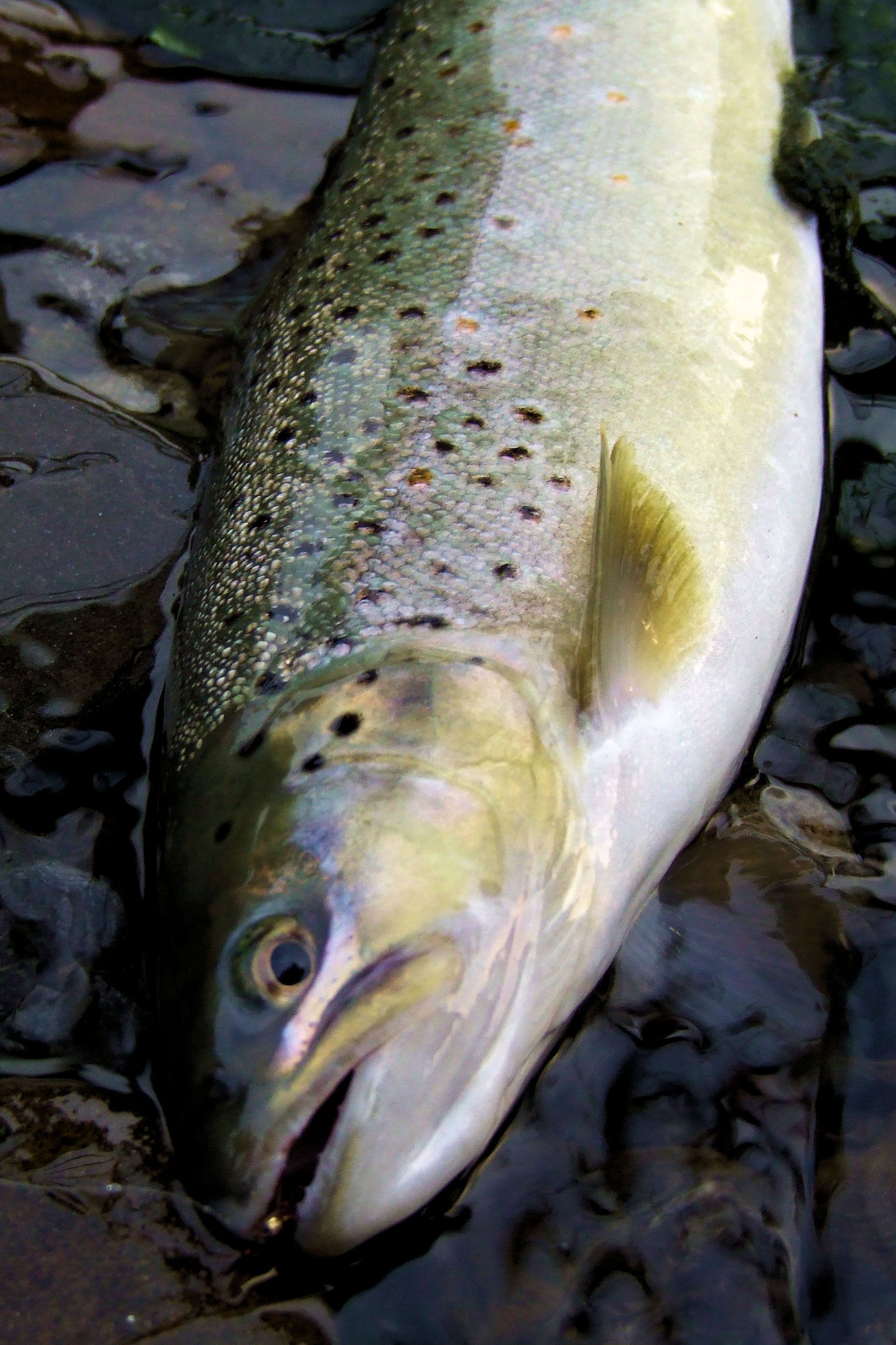 Fario Trout - Alimentazione in gravidanza