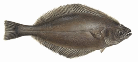 Turbot di Terranova  - Alimentazione in gravidanza