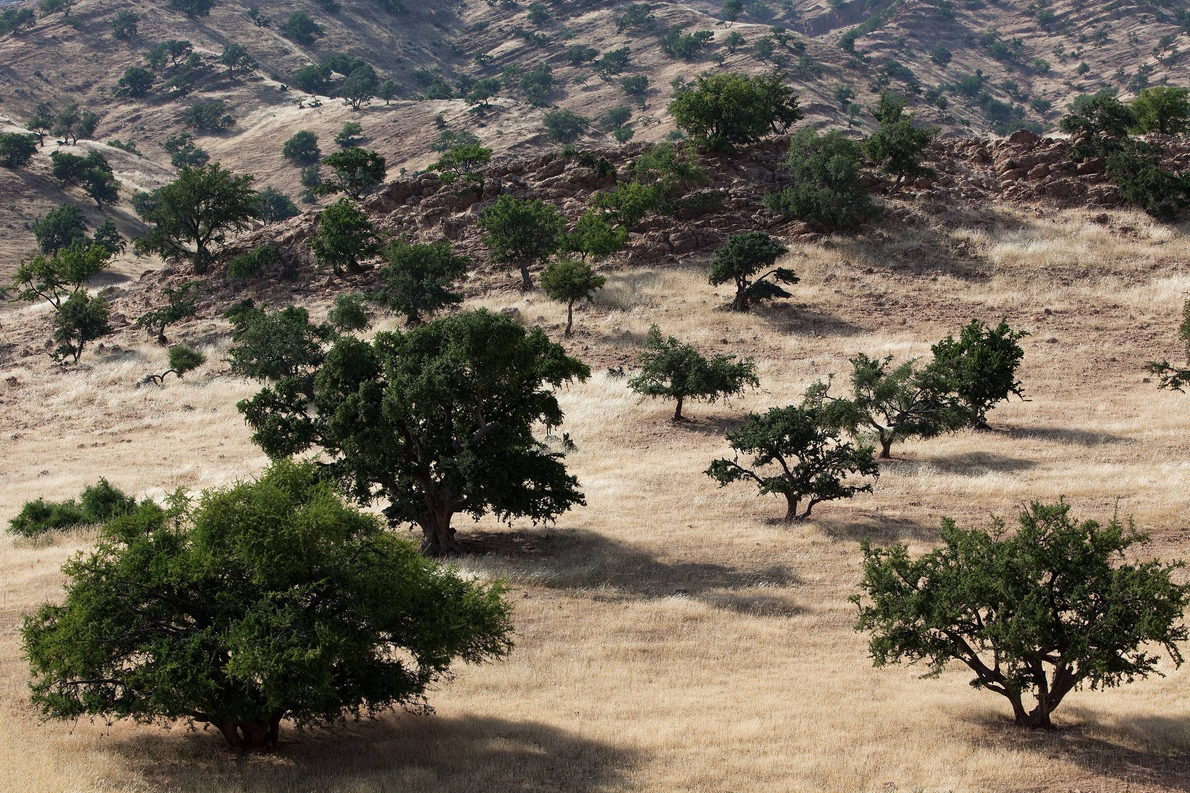 Prunus amygdalus  - Schwangerschaftsernährung