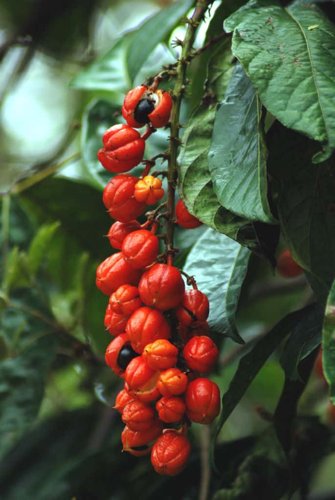 Punica granatum  - Schwangerschaftsernährung