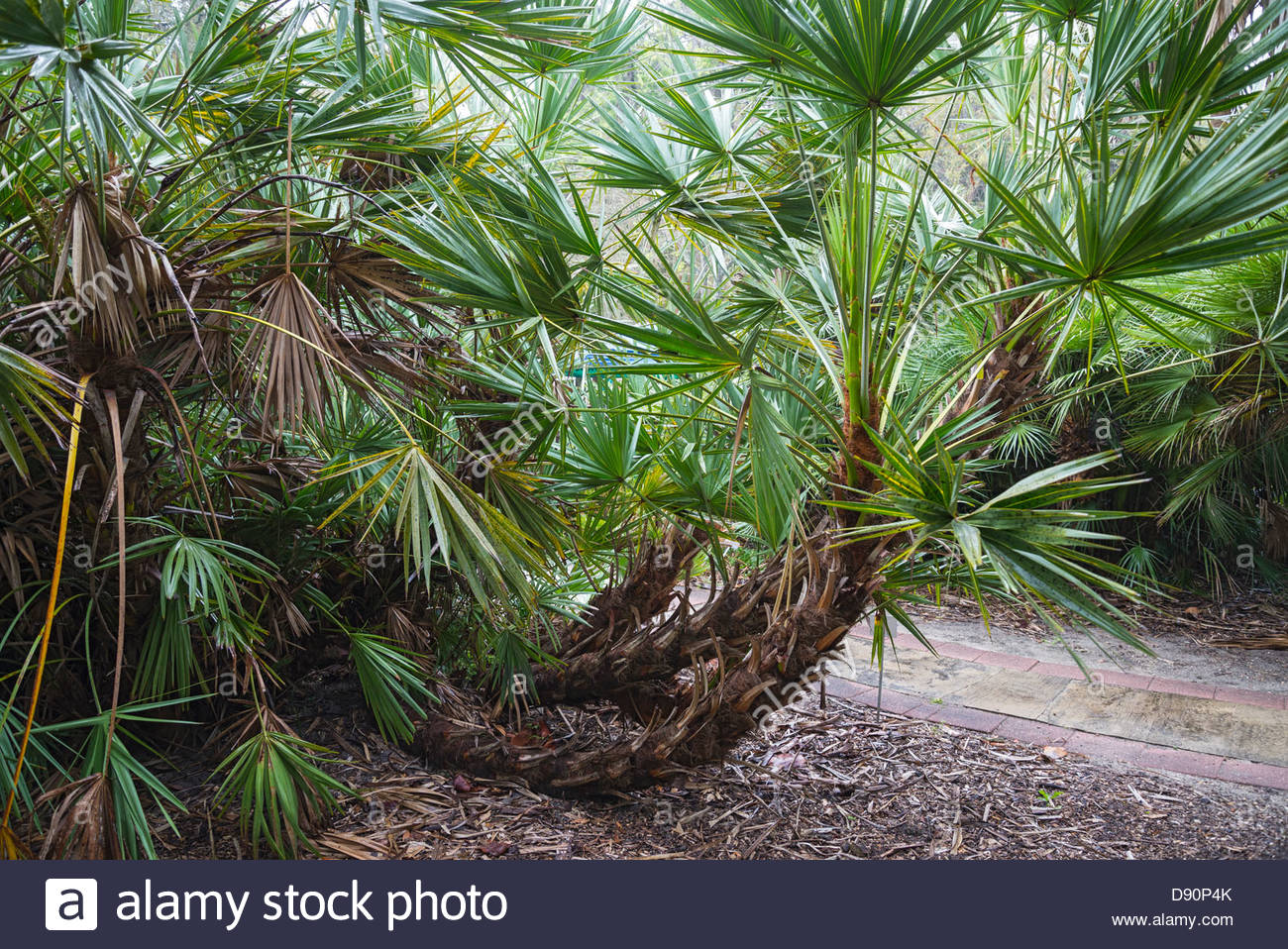 Urtica Dioica  - Schwangerschaftsernährung
