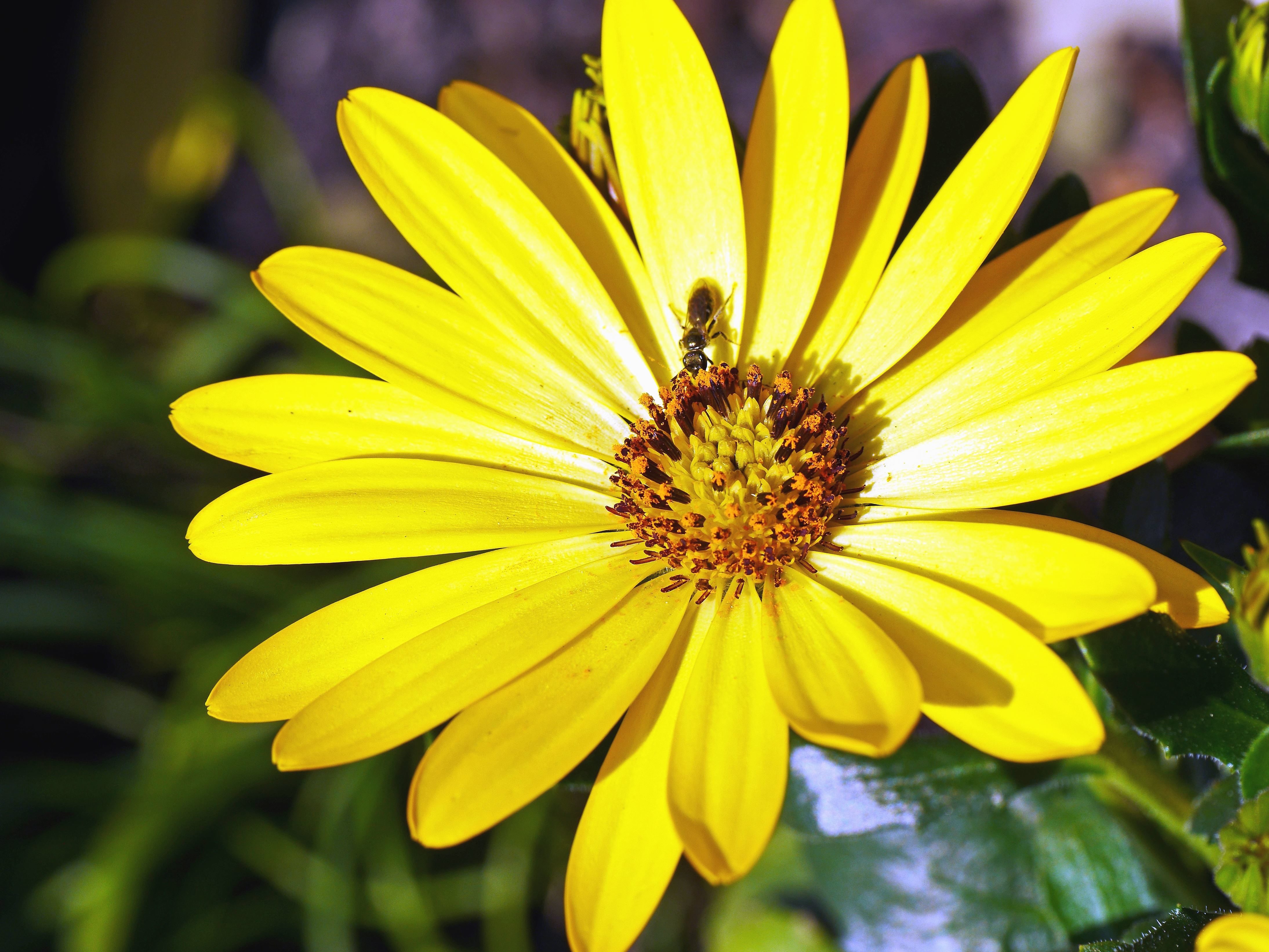 Viola Tricolor  - Schwangerschaftsernährung