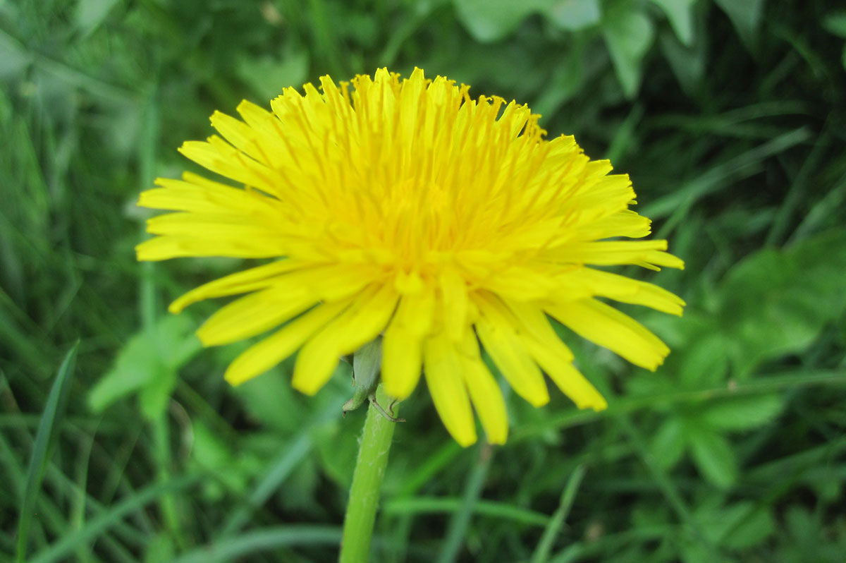 Passiflora Incarnata  - Schwangerschaftsernährung