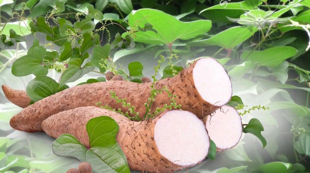 Süßkartoffel  - Schwangerschaftsernährung