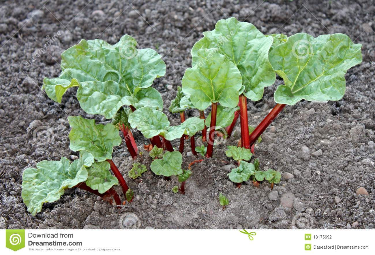 rabarbaro  - Alimentazione in gravidanza