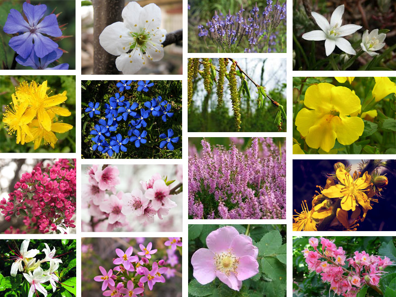 Bach Fiore  - Alimentazione in gravidanza