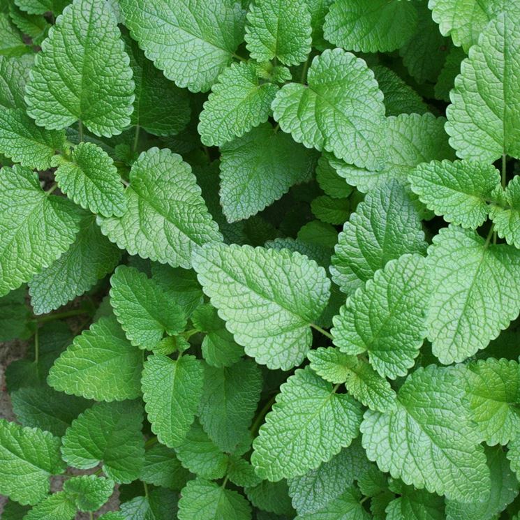 Balsamo di limone - Alimentazione in gravidanza