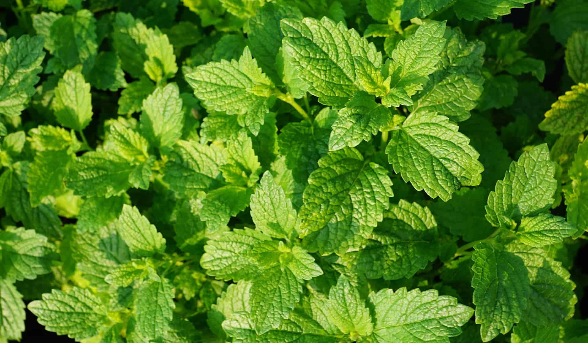 Menta di pepe  - Alimentazione in gravidanza