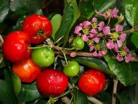 Barbados Cherry  - Alimentazione in gravidanza