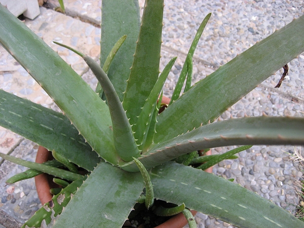 Aloe barendensis  - Alimentazione in gravidanza
