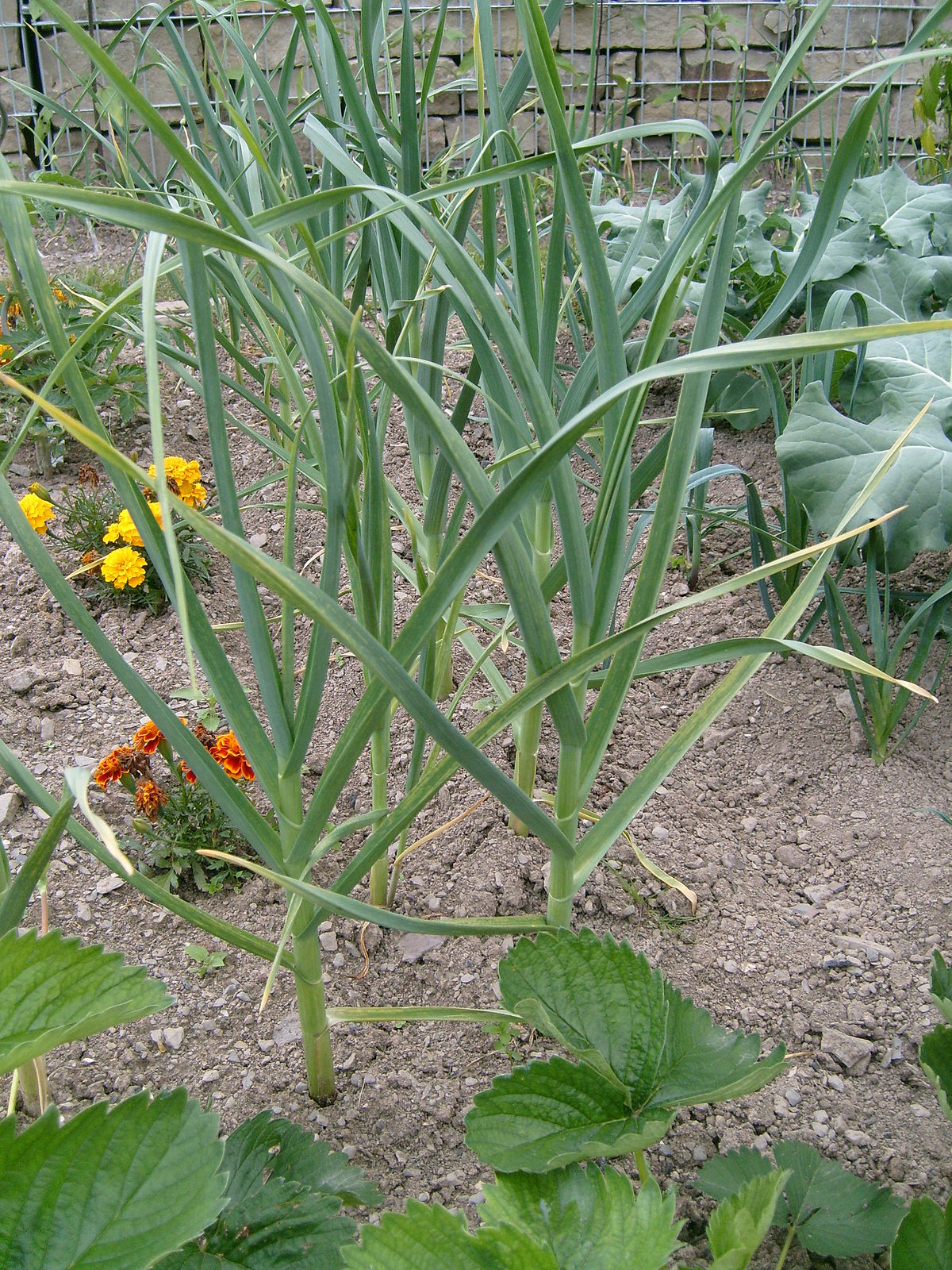 Allium sativum - Alimentazione in gravidanza