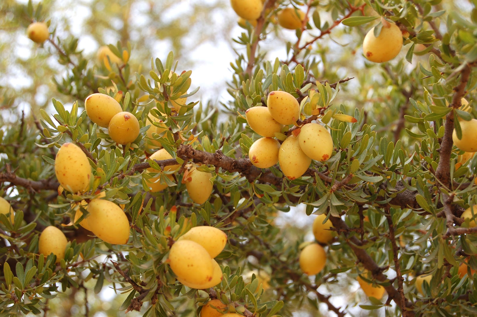 Argan - Alimentazione in gravidanza