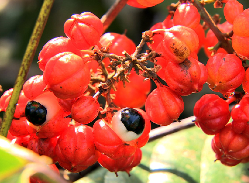 Guarana - Alimentazione in gravidanza