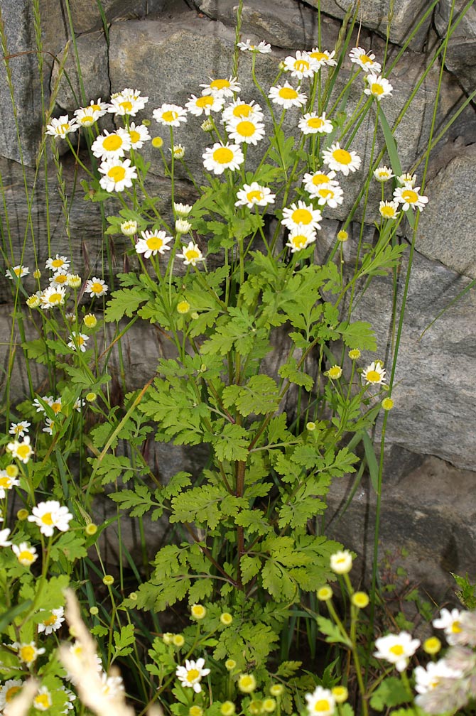 Tanacetum partenio  - Alimentazione in gravidanza